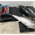 privat:-decomissen-130-kg-de-tonyina-vermella-procedents-de-la-pesca-recreativa-a-blanes-i-l’escala
