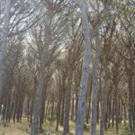 Els boscos propers a la deixalleria de Pals pateixen una plaga causada per un fong i un insecte privat:-plaga-en-pinedes-de-pals-causada-per-un-fong-i-un-insecte