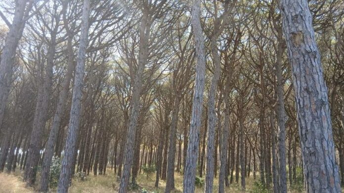 privat:-plaga-en-pinedes-de-pals-causada-per-un-fong-i-un-insecte