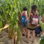 privat:-un-pages-del-baix-emporda-aconsegueix-la-meitat-dels-ingressos-d’un-camp-de-blat-de-moro-amb-un-laberint-per-a-turistes