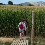 privat:-un-pages-del-baix-emporda-aconsegueix-la-meitat-dels-ingressos-d’un-camp-de-blat-de-moro-amb-un-laberint-per-a-turistes