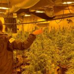 privat:-detinguts-dos-homes-que-tenien-422-plantes-de-marihuana-en-dues-cases-de-sant-joan-les-fonts-i-pont-de-molins