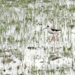 Detectats quatre casos de grip aviària als Aiguamolls de l’Empordà en aus salvatges privat:-un-estudi-alerta-de-la-desaparicio-gairebe-completa-dels-aiguamolls-costaners-mediterranis-abans-de-finals-de-segle