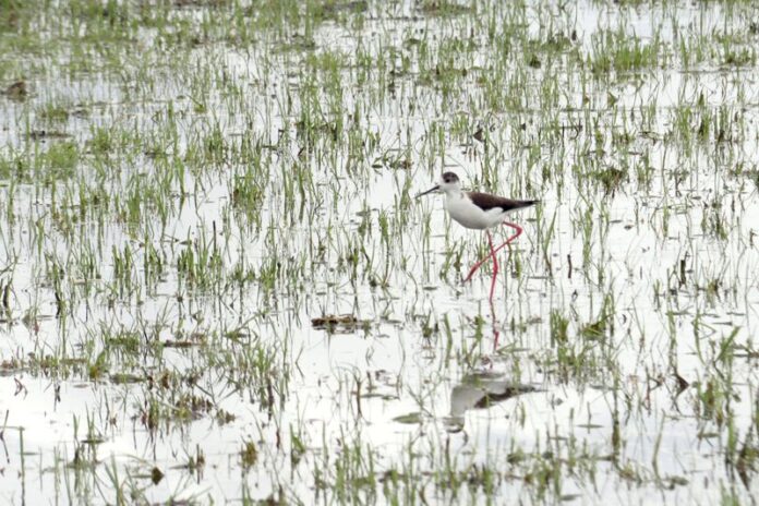 privat:-un-estudi-alerta-de-la-desaparicio-gairebe-completa-dels-aiguamolls-costaners-mediterranis-abans-de-finals-de-segle
