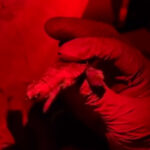 Neixen les primeres 25 tortuguetes careta del niu de Sant Feliu de Guíxols