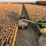 Unió de Pagesos alerta d’un augment dels robatoris de blat de moro al Baix Empordà, Gironès i Pla de l’Estany