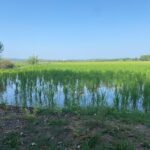 L’arròs de Pals nascut entre les aigües del Ter i la Tramuntana Camps d'arròs de Pals