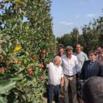 La producció de poma de Girona baixa un 11% respecte l’any passat però es manté dins la mitjana