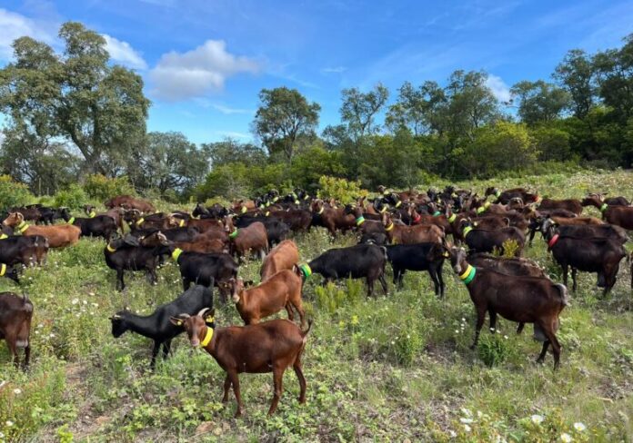 Ramats gestió forestal prevenció d'incendis
