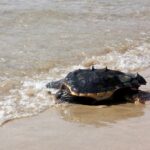 Irene Alvarez de Quevedo: “Cada vegada més tortugues marines pondran els seus ous a les platges de la Costa Brava”
