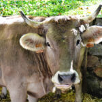 La Generalitat destina més de 296.000 euros per preservar i fomentar la cria de races autòctones catalanes en risc d’amenaça espècies amenaçades generalitat