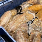 privat:-en-marxa-la-veda-biologica-de-la-sipia-a-les-badies-de-roses-i-pals