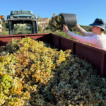 privat:-la-do-emporda-preveu-una-verema-amb-una-produccio-“normal”-d’uns-8-milions-de-quilos-despres-de-“tres-anys-de-miseria”