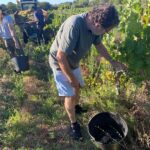 privat:-la-do-emporda-preveu-una-bona-verema-amb-una-produccio-propera-a-la-mitjana-habitual-trencant-la-tendencia-de-les-campanyes-anteriors-marcades-per-la-sequera