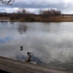 privat:-detecten-quatre-casos-de-grip-aviaria-als-aiguamolls-de-l’emporda-en-les-darreres-setmanes