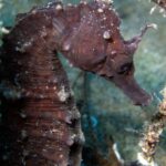 privat:-posen-en-marxa-un-projecte-per-investigar-i-difondre-els-cavallets-de-mar-i-les-agulletes-a-l’estartit