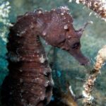 privat:-posen-en-marxa-un-projecte-per-investigar-i-difondre-els-cavallets-de-mar-i-les-agulletes-a-l’estartit