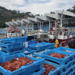 Els pescadors demanen que “algú posi seny” per eliminar les restriccions de captures i avisen que hi ha barques parades pescadors