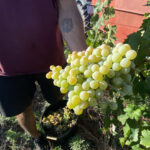 La DO Empordà preveu una bona verema i trenca la tendència negativa de les últimes campanyes