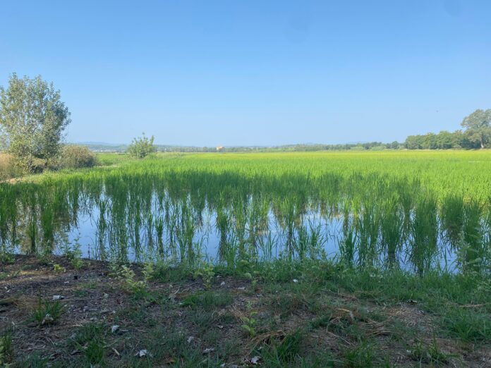 WhatsApp Image 2025-08-21 at 18.00.38 Camp d'arròs de Pals