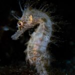 L’Estartit uneix la pesca, el busseig i la conservació ambiental amb el projecte ‘Cavallets de l’Estartit’ Autor imatge Joan Roig: @red.biodiving