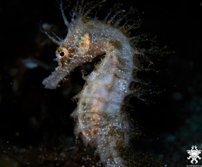 Autor imatge Joan Roig: @red.biodiving