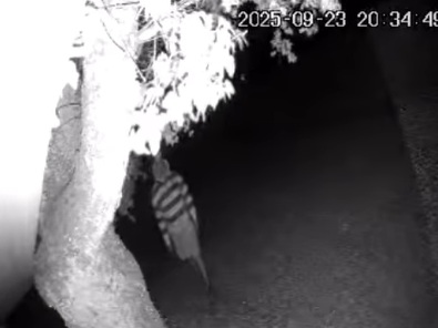 apa rodamon apa rodamon