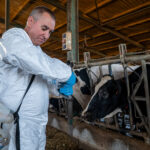 Agricultura estén la vacunació de la dermatosi nodular contagiosa a 22 comarques de Catalunya