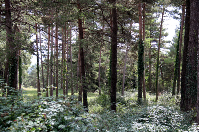 bosc