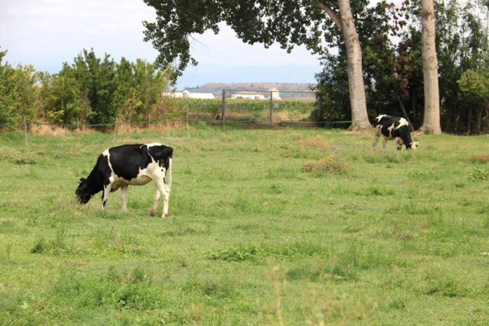 privat:-agricultura-confirma-un-segon-cas-de-dermatosi-nodular-a-girona-i-comencara-a-vacunar-dimecres-contra-el-brot