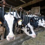 Set nous brots de dermatosi nodular a l’Alt Empordà eleven a disset els focus a les comarques gironines privat:-declarat-un-tercer-cas-de-dermatosi-nodular-contagiosa-en-una-granja-de-castello-d’empuries