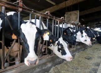 Agricultura preveu avançar les indemnitzacions als ramaders afectats per la dermatosi “en pocs dies” privat:-declarat-un-tercer-cas-de-dermatosi-nodular-contagiosa-en-una-granja-de-castello-d’empuries