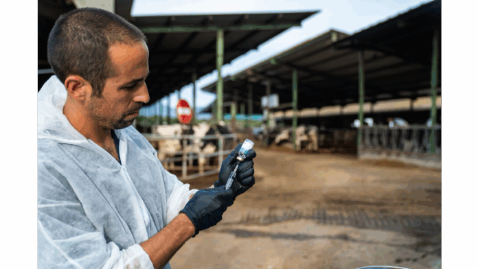 privat:-comenca-la-vacunacio-contra-la-dermatosi-nodular-contagiosa-a-les-granges-de-l’alt-emporda