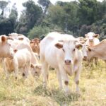 privat:-declarats-dos-nous-focus-de-dermatosi-nodular-contagiosa-a-peralada-i-pedret-i-marza,-a-l’alt-emporda