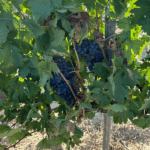 privat:-la-do-catalunya-tanca-la-verema-2025-amb-un-augment-del-25,9%-de-la-produccio