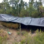 privat:-llanca-una-bossa-en-voral-davant-dels-mossos-i-aixo-porta-a-descobrir-una-plantacio-de-marihuana-en-un-bosc-de-darnius