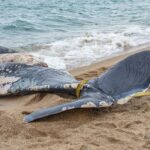 privat:-troben-una-balena-morta-a-pals