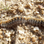 privat:-tractament-fitosanitari-processionaria-del-pi