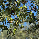 L’oli empordanès serà protagonista al primer Mercat de l’Oli Nou de Barcelona privat:-la-dop-oli-de-l’emporda-preveu-una-collita-“millor-que-la-dels-anys-anteriors”-i-de-molt-bona-qualitat