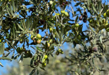 Simon Casanovas: “Després de tres anys de collites petites, tornem a una collita d’oli normal i de gran qualitat” privat:-la-dop-oli-de-l’emporda-preveu-una-collita-“millor-que-la-dels-anys-anteriors”-i-de-molt-bona-qualitat