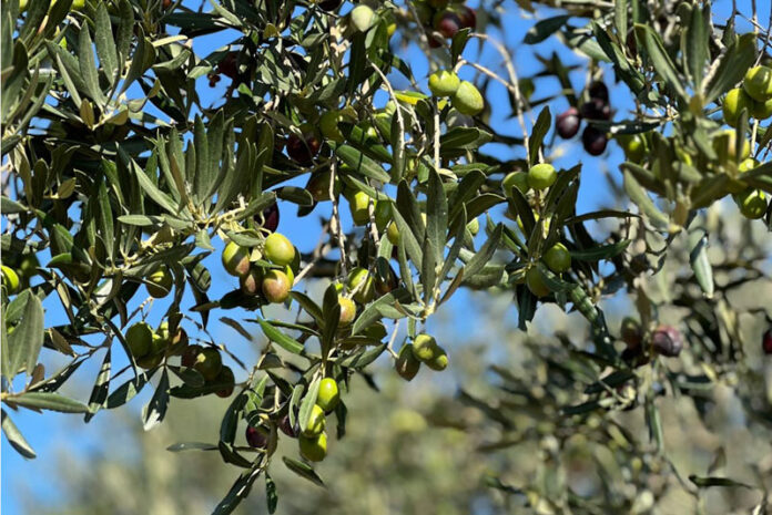 privat:-la-dop-oli-de-l’emporda-preveu-una-collita-“millor-que-la-dels-anys-anteriors”-i-de-molt-bona-qualitat