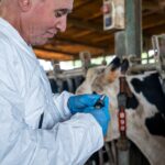 privat:-confirmen-un-nou-cas-de-dermatosi-nodular-contagiosa-a-l’alt-emporda-i-ja-en-son-divuit-a-catalunya