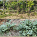 Palafrugell completa el control de l’ailant, un arbre invasor que amenaça la biodiversitat privat:-palafrugell-fa-actuacions-de-control-de-l’ailant,-una-especie-exotica-invasora