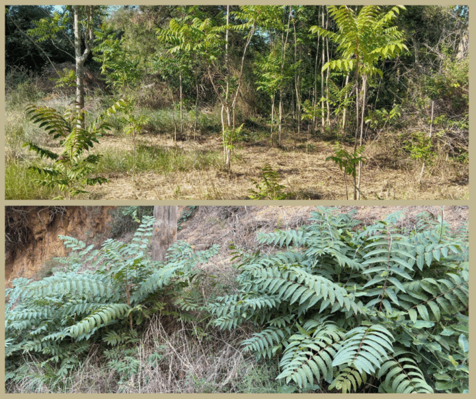 privat:-palafrugell-fa-actuacions-de-control-de-l’ailant,-una-especie-exotica-invasora