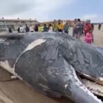 Troben un catxalot mort a la platja de Pals amb ferides visibles