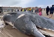 Troben un catxalot mort a la platja de Pals amb ferides visibles