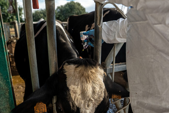 bc887cdb-bac0-46a2-865e-1a1d0d07b145 dermatosi nodular