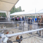 La Fira de Sant Andreu de Torroella es farà sense animals per la crisi sanitària del bestiar boví