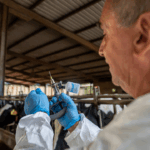 Catalunya presenta el Pla vacunal per frenar la dermatosi nodular bovina