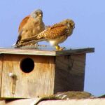 privat:-el-xoriguer-petit-es-consolida-a-catalunya-amb-un-record-de-170-parelles-nidificant